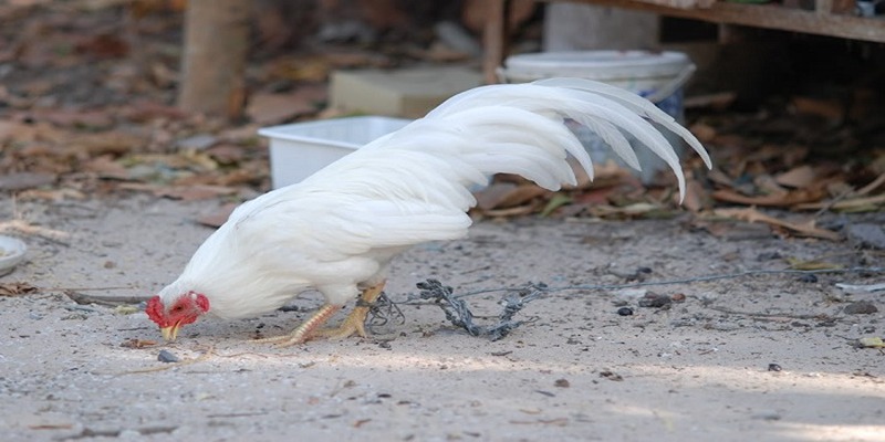 Những thông tin cần biết về đá gà tre